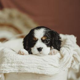 Cavalier King Charles Spaniel and Cavapoo Puppies from The Cav Family