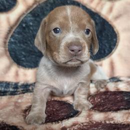 Dachshunds from Ens pups(rnspups)