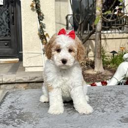 Girl 1 - Parti female Goldendoodle puppy in San Diego, California from Goldendoodles & Poodles of San Diego