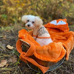 Cavapoo, Maltipoo, and Poodle Puppies from My Sweet Poodles and Doodles