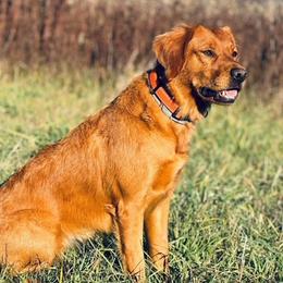 Bali - Golden Retriever