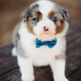 Slinky - Blue merle male Australian Shepherd puppy in Austin, Texas from Sweetwater Australian Shepherds
