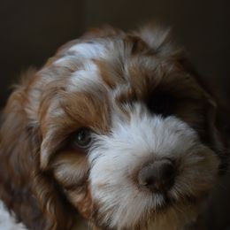 Australian Labradoodle Puppies from Frosty Hill Australian Labradoodles