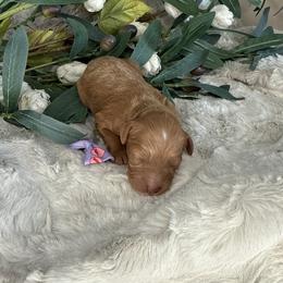 Lavender Collar - Red female Cavapoo puppy in South Jordan, Utah from Simply Sweet Paws. LLC