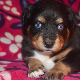 Merlin - Black tri male Miniature Australian Shepherd puppy in Patterson, North Carolina from DreamLine Aussies