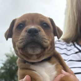 Staffordshire Bull Terrier Puppies from Tier 1 Staffordshire Bull Terriers