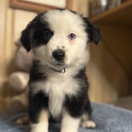 Grey Collar Female - Black tri female Miniature American Shepherd puppy in Estacada, Oregon from Malachi Kennels
