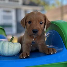 1st Pick of the Males - Golden male Golden Retriever puppy in Wolcott, Indiana from Sunnyside Meadows Goldens