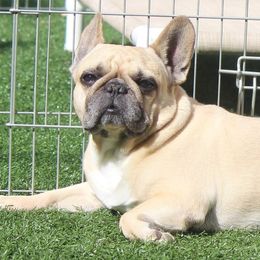 French Bulldogs from Dreamland French Bulldogs
