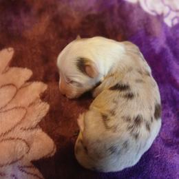 Kobi - Red merle male Miniature Australian Shepherd puppy in Penn Valley, California from Ghostfire Mini Aussies