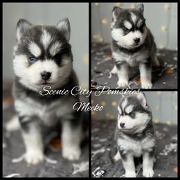Meeko - Blue female Pomsky puppy in Rossville, Georgia from Scenic City Pomskies