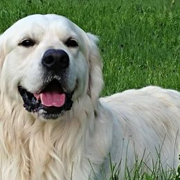 Golden Retrievers from LHA Golden Retrievers