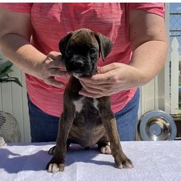 Brindle Girl - Brindle female Boxer puppy in Wellsville, Missouri from Casino Boxers