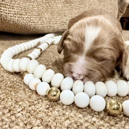 Girl 3 - Cream female Cavapoo puppy in Bloomfield, Iowa from Schooley Doodles