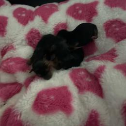 Boy- spot for 1 beautiful baby 1 - Black and tan male Yorkshire Terrier puppy in Virginia Beach, Virginia from Mary's Precious Yorkies