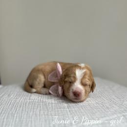 Coral - Caramel female Australian Labradoodle puppy in Belding, Michigan from Rutu Australian Labradoodles