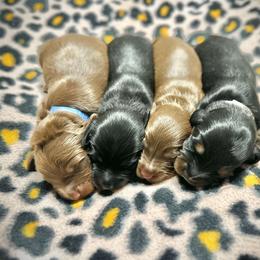 Dachshund Puppies from Deep Space Dachs
