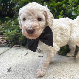 Hamlet - Cream male Labradoodle puppy in Camden, North Carolina from Oopsie Doodles of NC