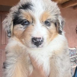 Boy 3 - Blue merle male Miniature Australian Shepherd puppy in Pueblo West, Colorado from Kamar’s Mini American Shepherds