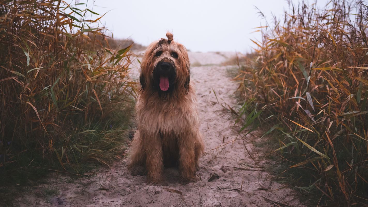 Briard