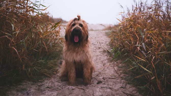 Briard