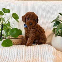 Cavapoo Puppies from White Creek