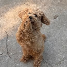 Flirt - Poodle
