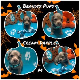Dachshund Puppies from Brandys Pups