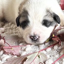 Keeper - White and badger male Great Pyrenees puppy in Tioga, Pennsylvania from Davis Pyrs of the Northern Tier
