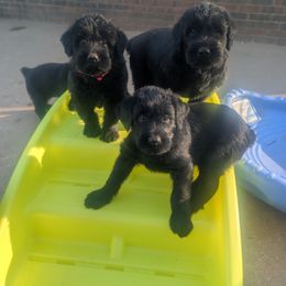 Giant Schnauzer Puppies from Riesenschnauzers von Reh Bach