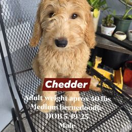 Cheddar boy 1 - Red male Bernedoodle puppy in Tampa, Florida from TOP NOTCH PUPS- BERNEDOODLE BREEDER