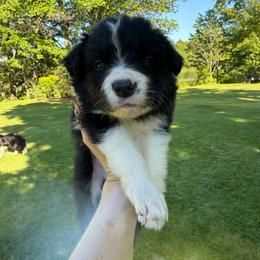 Sabbath - Black and white male Border Collie puppy in Barnstead, New Hampshire from ☘️ Clover Leaf’s Border Collies