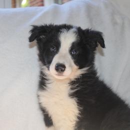 Wolfe - Black and white male Border Collie puppy in Cedartown, Georgia from Ferguson Border Collies