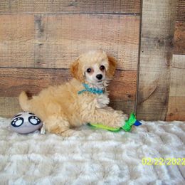 Goldendoodle and Poodle Puppies from Golden B Acres
