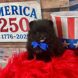 Huck - Black male Pomeranian puppy in Lyons, Georgia from Its a Poms Life Kennel