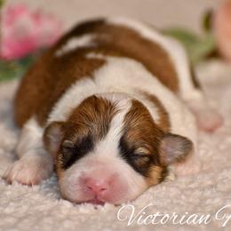 Cider - Red male Pembroke Welsh Corgi puppy in East Canton, Ohio from Victorian Farms