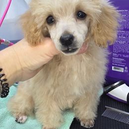 Apricot girl - Apricot female Poodle puppy in North Prince George, Virginia from ROYAL VISTA