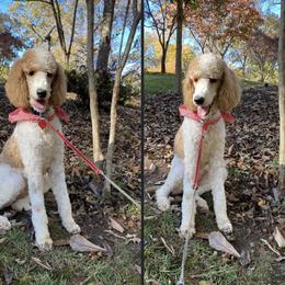 Callie - Poodle