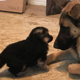 German Shepherds from Rachelle's Pups