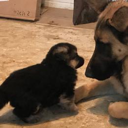 German Shepherds from Rachelle's Pups