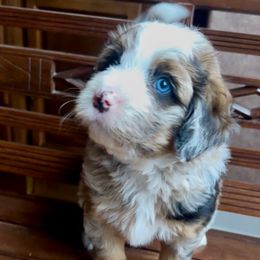 Rookie - Blue merle male Bernedoodle puppy in Royse City, Texas from Platinum Bernedoodles of Texas
