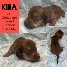 Kiba - Chocolate male Dachshund puppy in Denham Springs, Louisiana from Rockin’ with Dachshunds