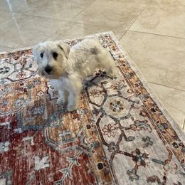 Spencer -Akc - White male Miniature Schnauzer puppy in El Campo, Texas from Savannah's Schnauzers