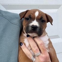 Vixen See Videos - Red female American Staffordshire Terrier puppy in Marietta, Georgia from Ambition Amstaffs