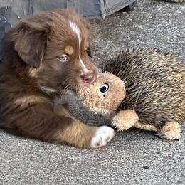 Boy 4 - male Australian Shepherd puppy in Eugene, Oregon from Sadie Blue's Willamette Valley Aussies