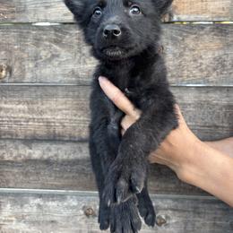 Gretchen - Black brindle female Dutch Shepherd puppy in San Jose, California from Brandon's Dutch Shepherds