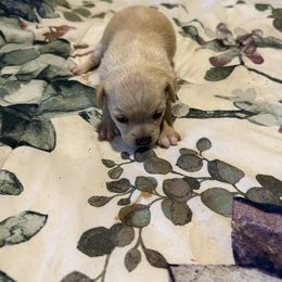 Goldie - Cream and white male Chihuahua puppy in Dover, Arkansas from Blue Chihuahuas of Arkansas