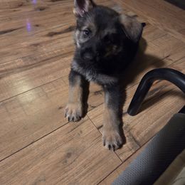 Orange - Sable male German Shepherd puppy in Orgas, West Virginia from Haus der Höllenhunde