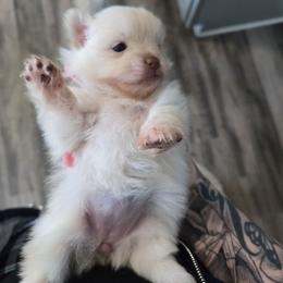 Jasmine - Cream female Pomeranian puppy in Newport News, Virginia from Itty Bitty Poms