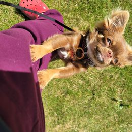 Chihuahua Puppies from Elegant Exotic Chihuahua's